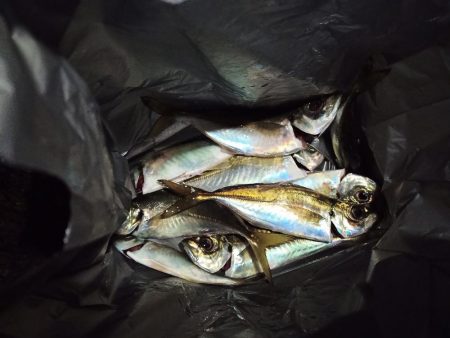 2021/12/15 南港アジング釣行