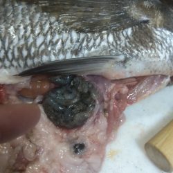 お金で物言わせてきました