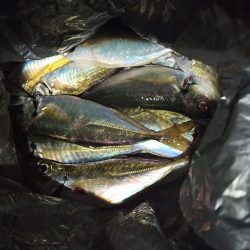 2021/12/18 南港アジング釣行~暴風アジング