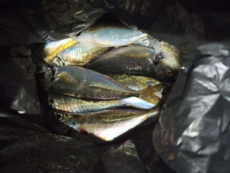 2021/12/18 南港アジング釣行～暴…