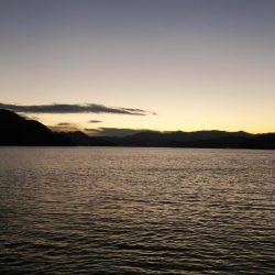 白杉サゴシ続報