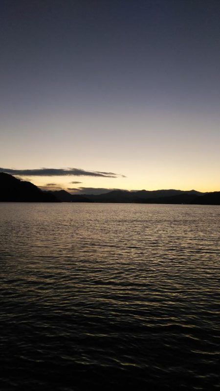 白杉サゴシ続報