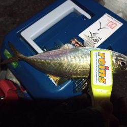 2021/12/19 南港ライトゲーム釣行～風裏での釣り