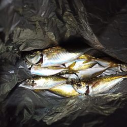 2021/12/20 南港アジング釣行~風の中のアジング