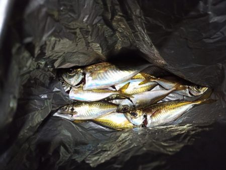 2021/12/20 南港アジング釣行~風の中のアジング