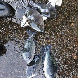 フカセ‥最高ですネ・・