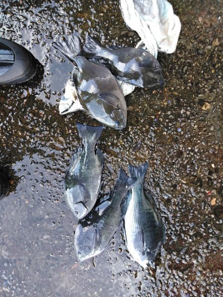 フカセ‥最高ですネ・・