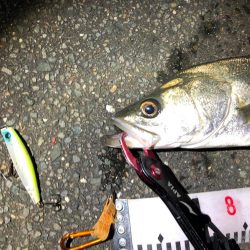 シーバス 降雪の後