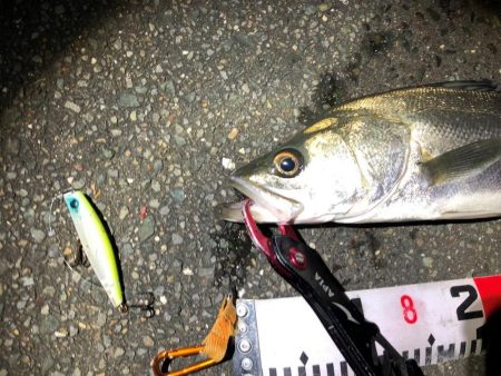 シーバス 降雪の後