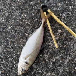 尺アジ！！大サバ！！