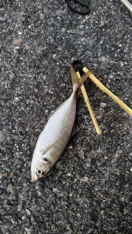 尺アジ！！大サバ！！