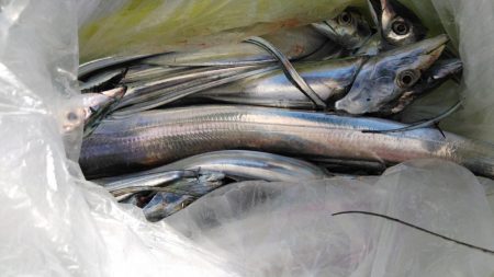 泉州丸　釣果