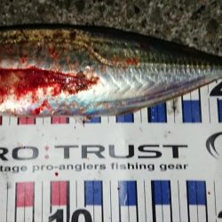 メバル狙いのはずが・・・