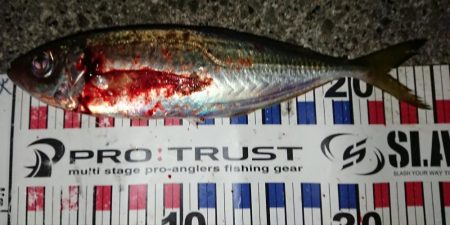 メバル狙いのはずが・・・