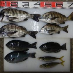 のとじま臨海公園海づりセンター 釣果