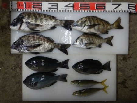 のとじま臨海公園海づりセンター 釣果