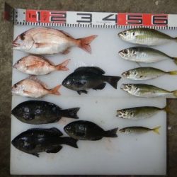 のとじま臨海公園海づりセンター 釣果