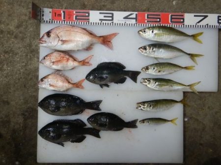 のとじま臨海公園海づりセンター 釣果