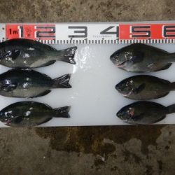 のとじま臨海公園海づりセンター 釣果