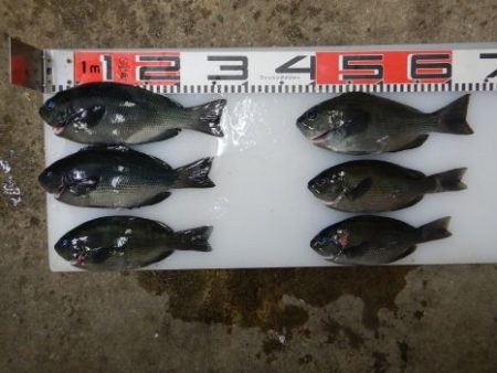 のとじま臨海公園海づりセンター 釣果