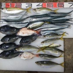 のとじま臨海公園海づりセンター 釣果