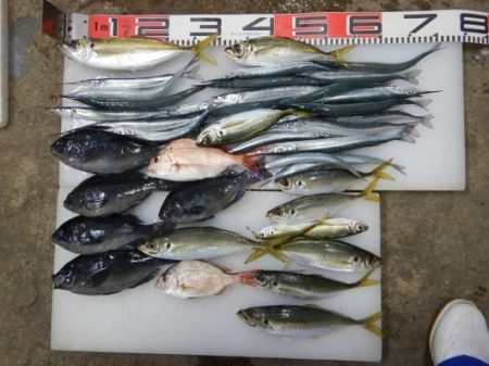 のとじま臨海公園海づりセンター 釣果