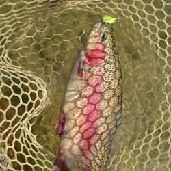 フィッシングエリア帝釈 釣果