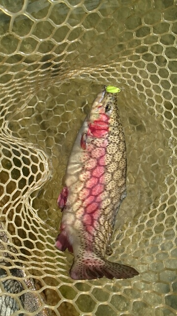 フィッシングエリア帝釈 釣果