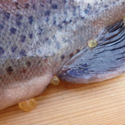 フィッシングレイクたかみや 釣果