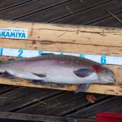 フィッシングレイクたかみや 釣果