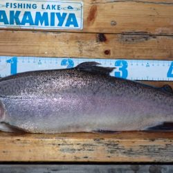 フィッシングレイクたかみや 釣果