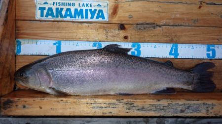 フィッシングレイクたかみや 釣果