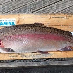 フィッシングレイクたかみや 釣果