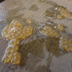 フィッシングレイクたかみや 釣果