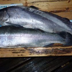 フィッシングレイクたかみや 釣果