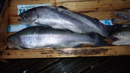 フィッシングレイクたかみや 釣果