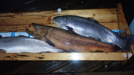 フィッシングレイクたかみや 釣果