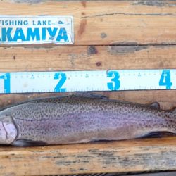 フィッシングレイクたかみや 釣果