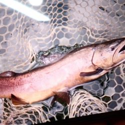 フィッシングレイクたかみや 釣果