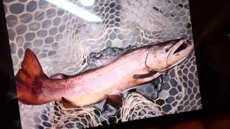 フィッシングレイクたかみや 釣果