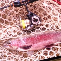 フィッシングレイクたかみや 釣果