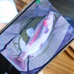 フィッシングレイクたかみや 釣果