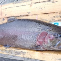 フィッシングレイクたかみや 釣果