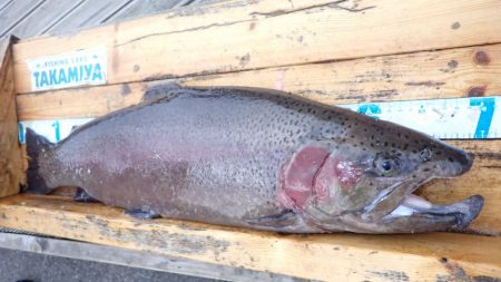 フィッシングレイクたかみや 釣果