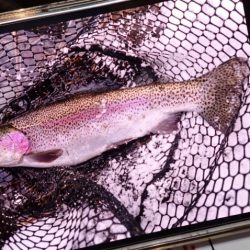 フィッシングレイクたかみや 釣果