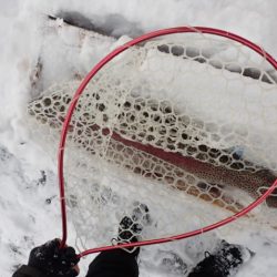 フィッシングレイクたかみや 釣果