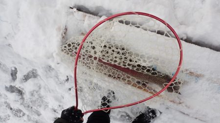 フィッシングレイクたかみや 釣果