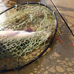 フィッシングレイクたかみや 釣果