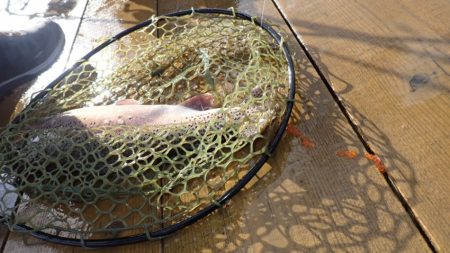 フィッシングレイクたかみや 釣果