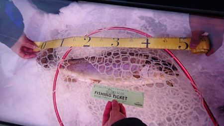 フィッシングレイクたかみや 釣果